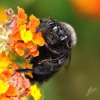 Drvodelka fialova 5918